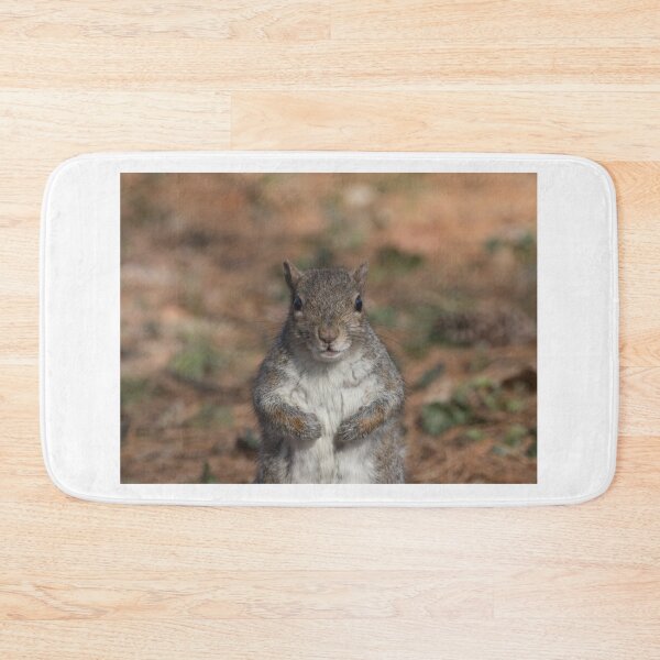 Item preview, Eastern gray squirrel designed and sold by pietrofoto.