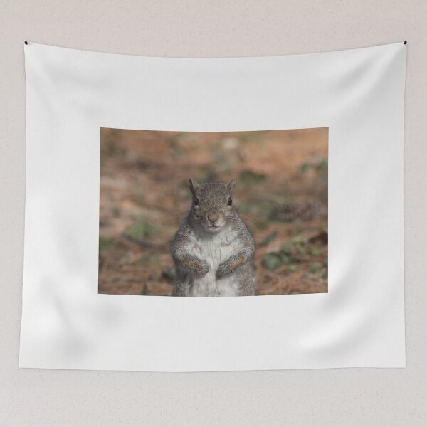 Item preview, Eastern gray squirrel designed and sold by pietrofoto.