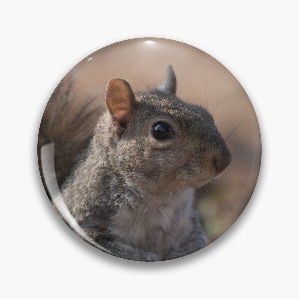 Item preview, Eastern gray squirrel designed and sold by pietrofoto.