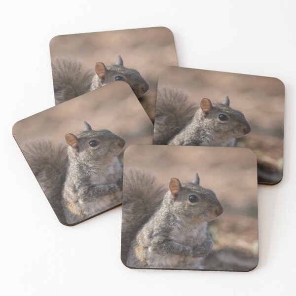 Item preview, Eastern gray squirrel designed and sold by pietrofoto.
