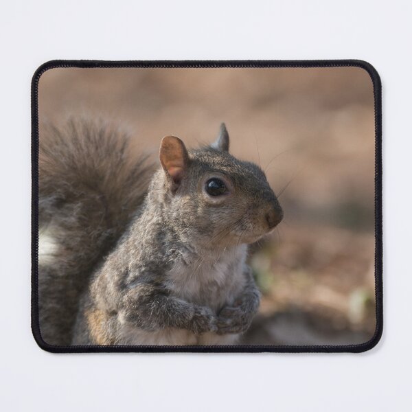 Item preview, Eastern gray squirrel designed and sold by pietrofoto.