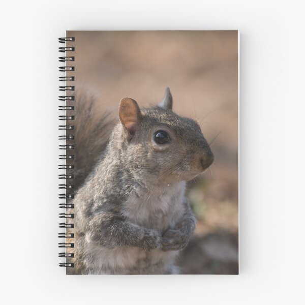Item preview, Eastern gray squirrel designed and sold by pietrofoto.