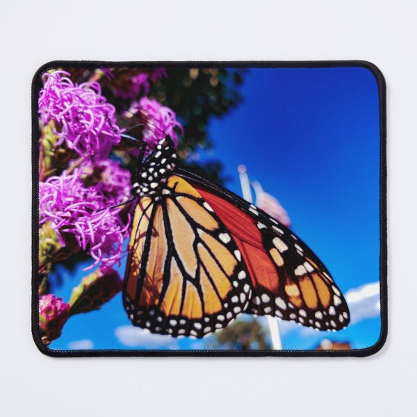 Item preview, Monarch Butterfly Photograph designed and sold by Jeda1429.