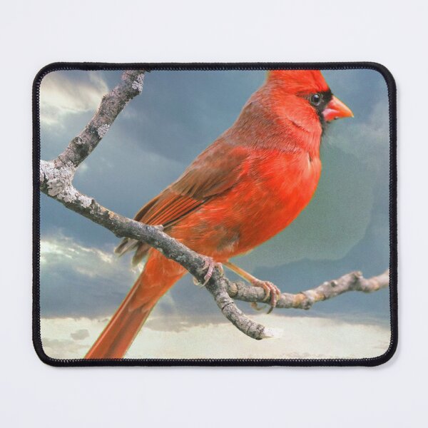 Aperçu de l'œuvre Cardinal rouge, mâle créée et vendue par AMacGPhilly.