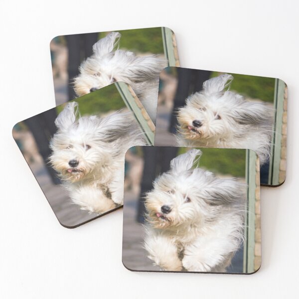 Item preview, Bailey In Flight designed and sold by Paul Thompson Photography.