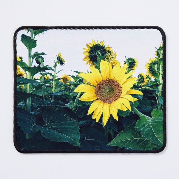 Item preview, Sunflower Field Photo designed and sold by Jeda1429.