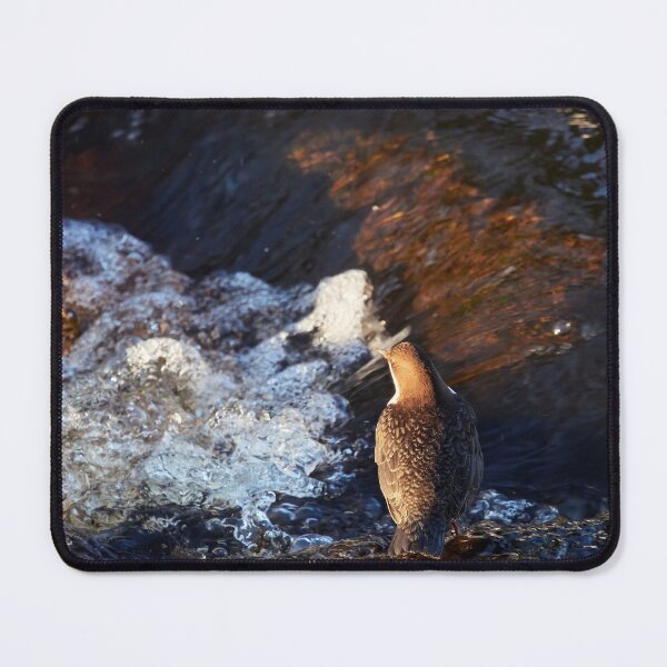 Item preview, To dive there is so refreshing. White-throated dipper designed and sold by Jouko Lehto Photography.