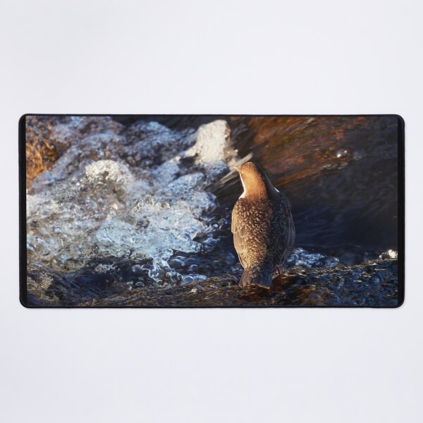 Item preview, To dive there is so refreshing. White-throated dipper designed and sold by Jouko Lehto Photography.
