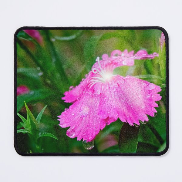 Item preview, Diathus Flower after a Rain designed and sold by AMacGPhilly.