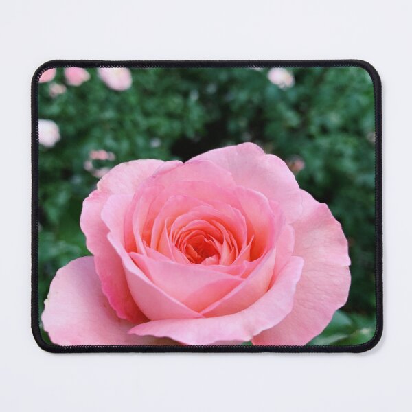 Item preview, Elegant Pink Rose Garden designed and sold by newburyboutique.