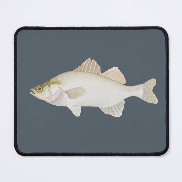 Item preview, White Perch watercolor fish species art designed and sold by TheWaterBirds.