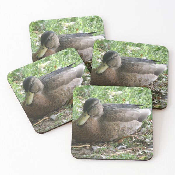 Item preview, Mallard Duck Resting Photograph designed and sold by naturegallery.