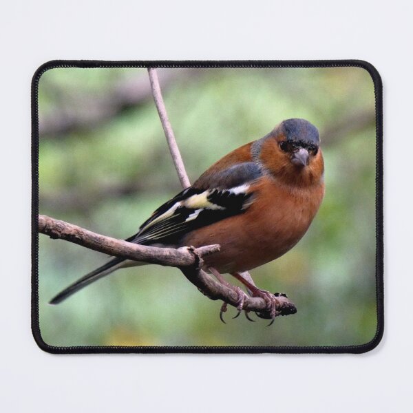 Item preview, bird designed and sold by KathleenDawson.