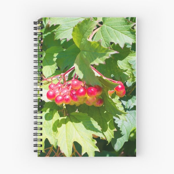 Item preview, Leaves and unripe berries guelder viburnum opulus designed and sold by vladromensky.