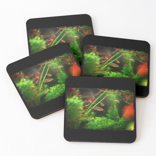 Item preview, Perlhuhnbärbling, Karpfenfisch Danio margaritatus Freshwater fish, celestial pearl danio in the aquarium, is often as often referred as galaxy rasbora galaxy or Microrasbora Galaxy Animal aquascaping designed and sold by Marcin Adrian.