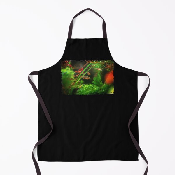 Item preview, Perlhuhnbärbling, Karpfenfisch Danio margaritatus Freshwater fish, celestial pearl danio in the aquarium, is often as often referred as galaxy rasbora galaxy or Microrasbora Galaxy Animal aquascaping designed and sold by Marcin Adrian.