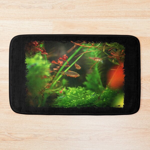 Item preview, Perlhuhnbärbling, Karpfenfisch Danio margaritatus Freshwater fish, celestial pearl danio in the aquarium, is often as often referred as galaxy rasbora galaxy or Microrasbora Galaxy Animal aquascaping designed and sold by Marcin Adrian.