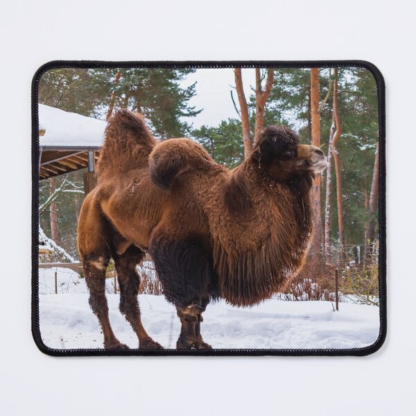Item preview, Bactrian Camel in snowy environment. designed and sold by lena-maximova.