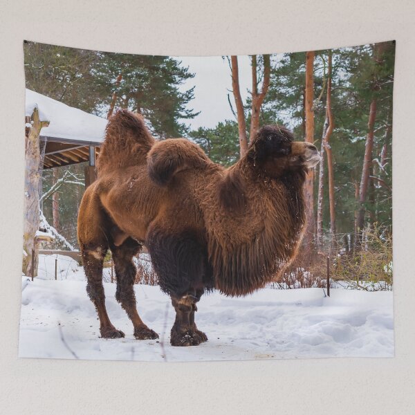 Item preview, Bactrian Camel in snowy environment. designed and sold by lena-maximova.