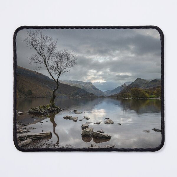 Item preview, Lone Tree at Llyn Padarn, Wales designed and sold by MargaretClavell.