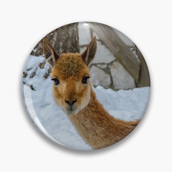 Item preview, Vicuna starring to the camera designed and sold by lena-maximova.