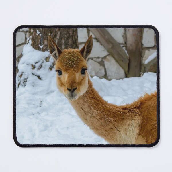 Item preview, Vicuna starring to the camera designed and sold by lena-maximova.