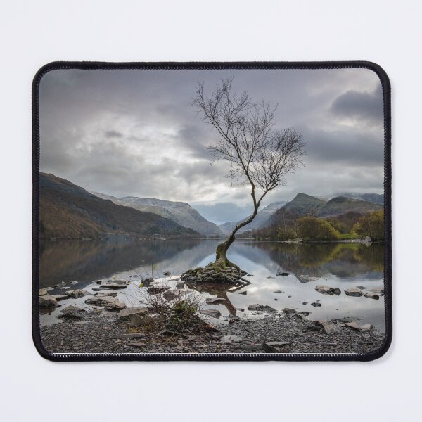 Item preview, Lone Tree at Llyn Padarn, Wales designed and sold by MargaretClavell.