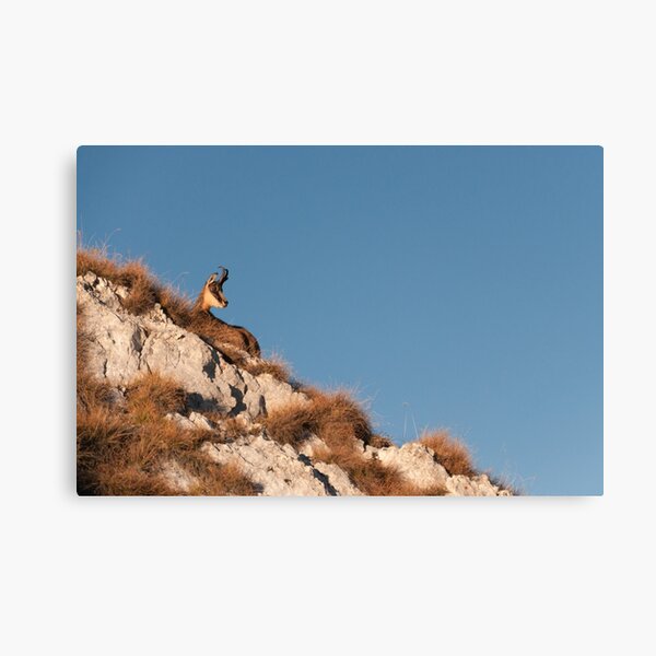 Sunbather Canvas Print