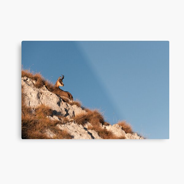 Sunbather Metal Print