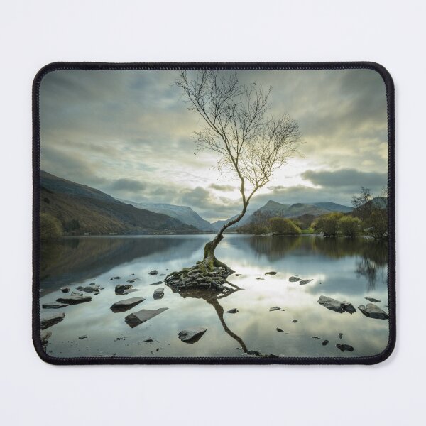 Artikelvorschau, Einsamer Baum bei Llyn Padarn, Wales entworfen und verkauft von MargaretClavell.