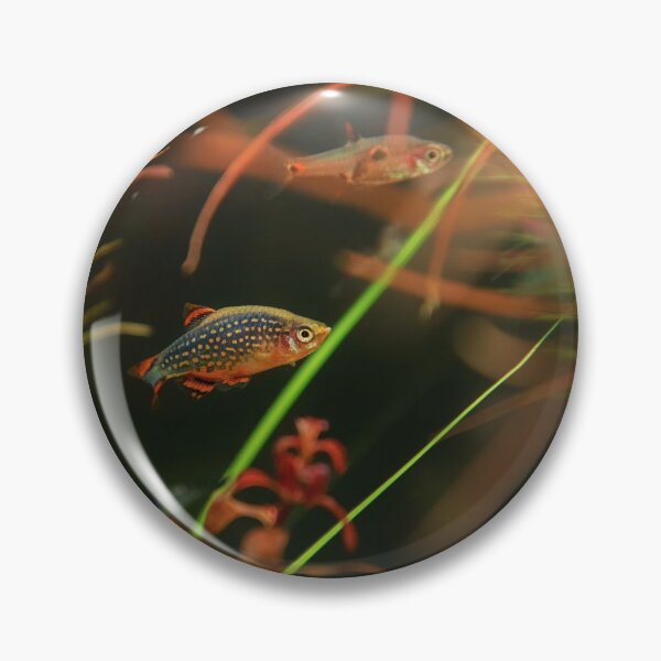 Item preview, Perlhuhnbärbling, Karpfenfisch Danio margaritatus Freshwater fish, celestial pearl danio in the aquarium, is often as often referred as galaxy rasbora galaxy or Microrasbora Galaxy Animal aquascaping designed and sold by Marcin Adrian.