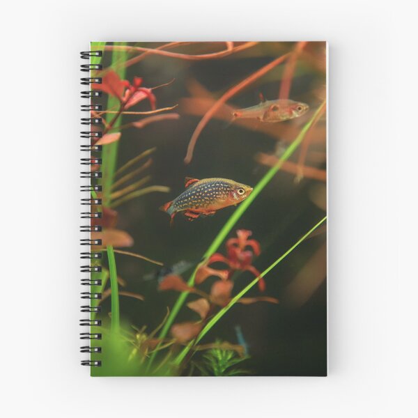 Item preview, Perlhuhnbärbling, Karpfenfisch Danio margaritatus Freshwater fish, celestial pearl danio in the aquarium, is often as often referred as galaxy rasbora galaxy or Microrasbora Galaxy Animal aquascaping designed and sold by Marcin Adrian.