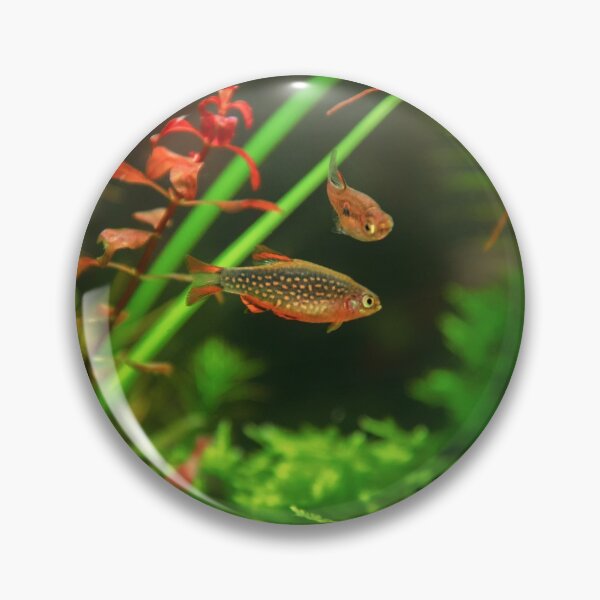Item preview, Perlhuhnbärbling, Karpfenfisch Danio margaritatus Freshwater fish, celestial pearl danio in the aquarium, is often as often referred as galaxy rasbora galaxy or Microrasbora Galaxy Animal aquascaping designed and sold by Marcin Adrian.