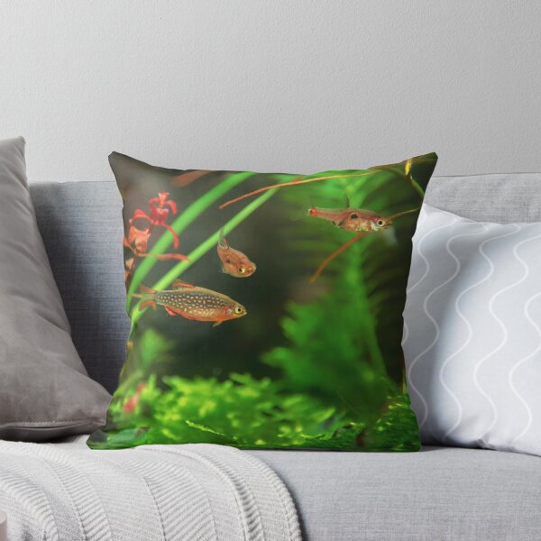 Item preview, Perlhuhnbärbling, Karpfenfisch Danio margaritatus Freshwater fish, celestial pearl danio in the aquarium, is often as often referred as galaxy rasbora galaxy or Microrasbora Galaxy Animal aquascaping designed and sold by Marcin Adrian.