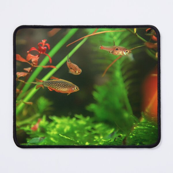 Item preview, Perlhuhnbärbling, Karpfenfisch Danio margaritatus Freshwater fish, celestial pearl danio in the aquarium, is often as often referred as galaxy rasbora galaxy or Microrasbora Galaxy Animal aquascaping designed and sold by Marcin Adrian.