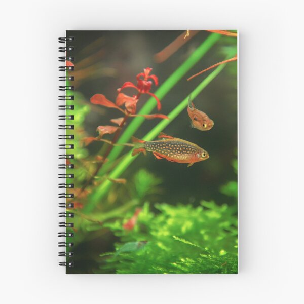 Item preview, Perlhuhnbärbling, Karpfenfisch Danio margaritatus Freshwater fish, celestial pearl danio in the aquarium, is often as often referred as galaxy rasbora galaxy or Microrasbora Galaxy Animal aquascaping designed and sold by Marcin Adrian.