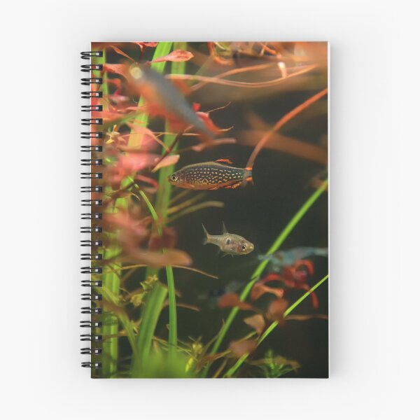 Item preview, Perlhuhnbärbling, Karpfenfisch Danio margaritatus Freshwater fish, celestial pearl danio in the aquarium, is often as often referred as galaxy rasbora galaxy or Microrasbora Galaxy Animal aquascaping designed and sold by Marcin Adrian.