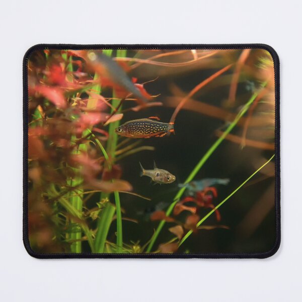 Item preview, Perlhuhnbärbling, Karpfenfisch Danio margaritatus Freshwater fish, celestial pearl danio in the aquarium, is often as often referred as galaxy rasbora galaxy or Microrasbora Galaxy Animal aquascaping designed and sold by Marcin Adrian.