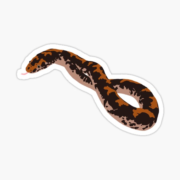 Kenyan Sand Boa Sticker