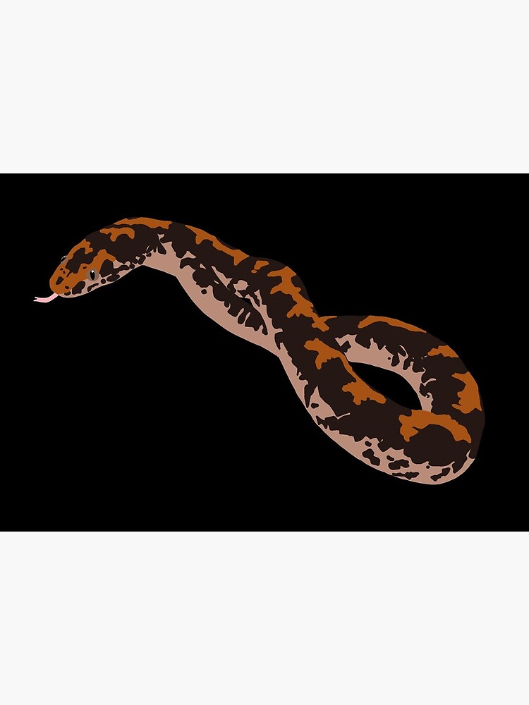 Small Black & White Kenyan Sand Boas for sale