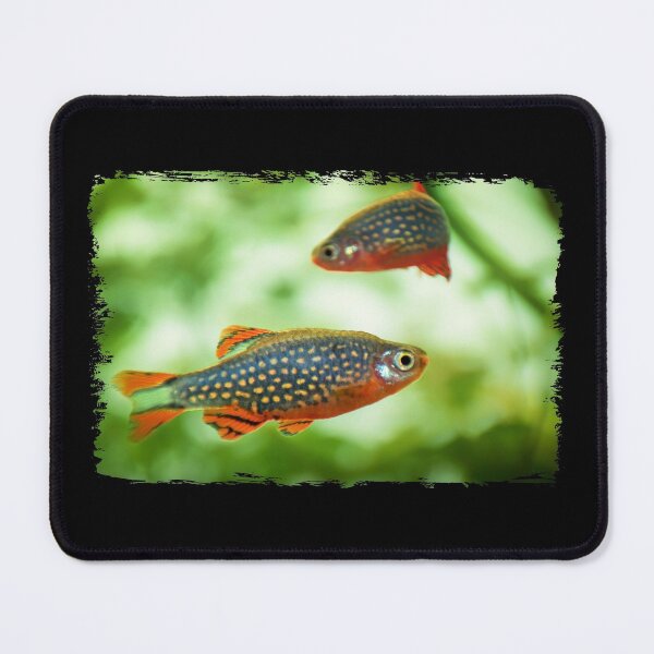 Item preview, Perlhuhnbärbling, Karpfenfisch Danio margaritatus Freshwater fish, celestial pearl danio in the aquarium, is often as often referred as galaxy rasbora galaxy or Microrasbora Galaxy Animal aquascaping designed and sold by Marcin Adrian.