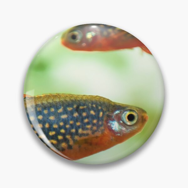 Item preview, Perlhuhnbärbling, Karpfenfisch Danio margaritatus Freshwater fish, celestial pearl danio in the aquarium, is often as often referred as galaxy rasbora galaxy or Microrasbora Galaxy Animal aquascaping designed and sold by Marcin Adrian.