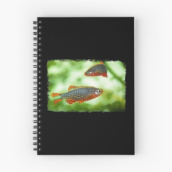 Item preview, Perlhuhnbärbling, Karpfenfisch Danio margaritatus Freshwater fish, celestial pearl danio in the aquarium, is often as often referred as galaxy rasbora galaxy or Microrasbora Galaxy Animal aquascaping designed and sold by Marcin Adrian.