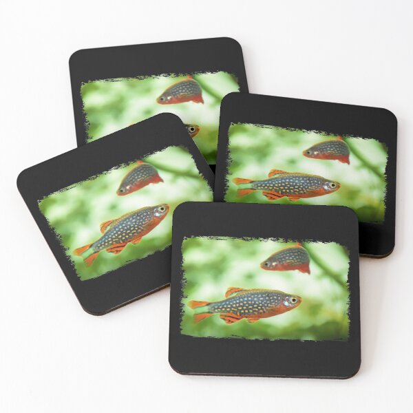 Item preview, Perlhuhnbärbling, Karpfenfisch Danio margaritatus Freshwater fish, celestial pearl danio in the aquarium, is often as often referred as galaxy rasbora galaxy or Microrasbora Galaxy Animal aquascaping designed and sold by Marcin Adrian.