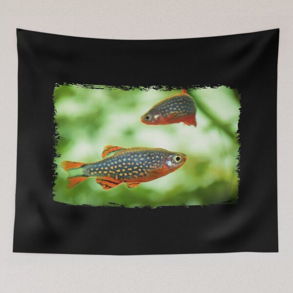 Item preview, Perlhuhnbärbling, Karpfenfisch Danio margaritatus Freshwater fish, celestial pearl danio in the aquarium, is often as often referred as galaxy rasbora galaxy or Microrasbora Galaxy Animal aquascaping designed and sold by Marcin Adrian.