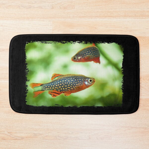 Item preview, Perlhuhnbärbling, Karpfenfisch Danio margaritatus Freshwater fish, celestial pearl danio in the aquarium, is often as often referred as galaxy rasbora galaxy or Microrasbora Galaxy Animal aquascaping designed and sold by Marcin Adrian.
