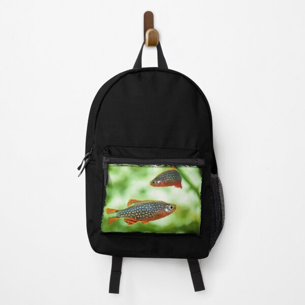 Item preview, Perlhuhnbärbling, Karpfenfisch Danio margaritatus Freshwater fish, celestial pearl danio in the aquarium, is often as often referred as galaxy rasbora galaxy or Microrasbora Galaxy Animal aquascaping designed and sold by Marcin Adrian.