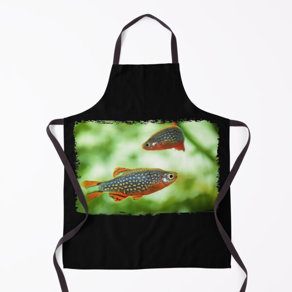 Item preview, Perlhuhnbärbling, Karpfenfisch Danio margaritatus Freshwater fish, celestial pearl danio in the aquarium, is often as often referred as galaxy rasbora galaxy or Microrasbora Galaxy Animal aquascaping designed and sold by Marcin Adrian.