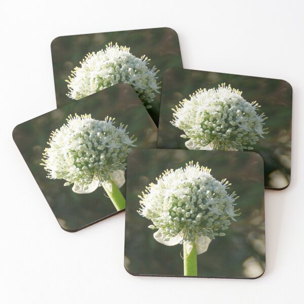 Item preview, White Onion Flower by Adelaide artist Avril Thomas at Magpie Springs designed and sold by MagpieSprings.