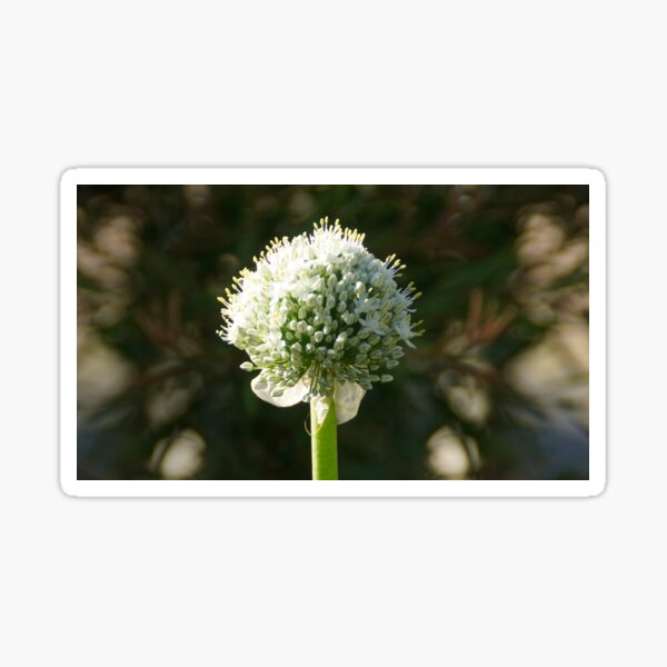 White Onion Flower by Adelaide artist Avril Thomas at Magpie Springs Sticker